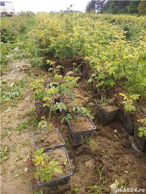 Butași trandafiri Rainbow - imagine 8