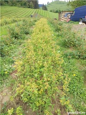 Butași trandafiri Rainbow - imagine 4