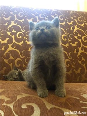 Puisori superbi din rasa british shorthair! - imagine 3 Puisori superbi din rasa british shorthair! - imagine 3