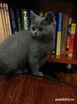Puisori superbi din rasa british shorthair! - imagine 2 Puisori superbi din rasa british shorthair! - imagine 2