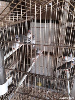 Pasari exotice - imagine 4 Pasari exotice - imagine 4