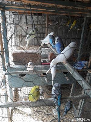 Pasari exotice - imagine 6 Pasari exotice - imagine 6