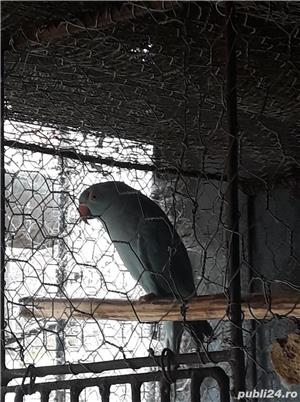 Pasari exotice - imagine 3 Pasari exotice - imagine 3