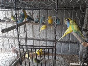 Pasari exotice - imagine 5 Pasari exotice - imagine 5