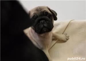 Pui de mops/pug bej si negru - imagine 3