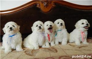 bichon frise cu pedigree - imagine 2
