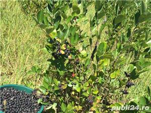 Fructe  si preparate ARONIA Eco -   - imagine 3
