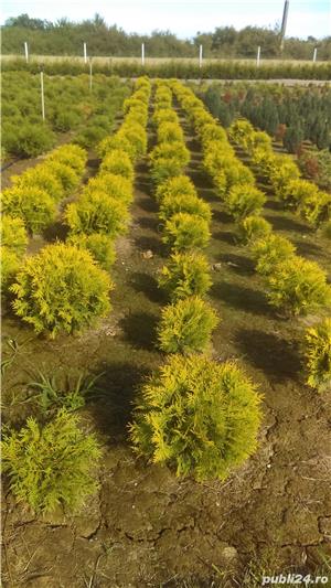 Tuia, ornamentali sau gard viu - imagine 10