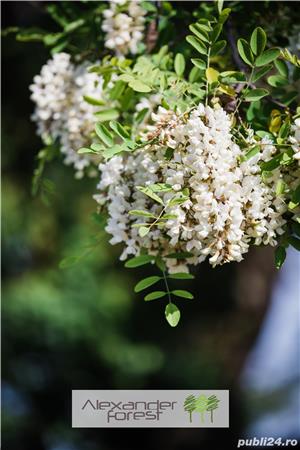 Peleti salcam - imagine 5