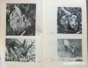  	 Recoltarea si valorificarea vanatului, Mihai Bodea, 1967 - imagine 3