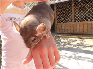 Chinchila - imagine 2