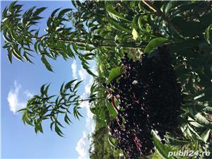 Fructe de soc - imagine 2