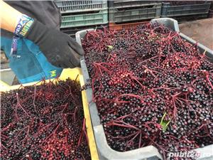 Fructe de soc - imagine 3