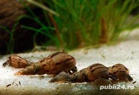 Melci,ancistrusi - imagine 3 Melci,ancistrusi - imagine 3