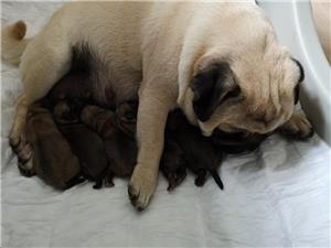 pui mops PUG - imagine 3