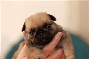 pui mops PUG - imagine 5