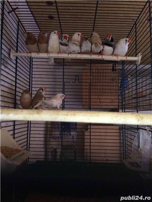 vand zebre australiene si pescarusi japonezi - imagine 4