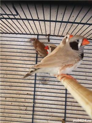 vand zebre australiene si pescarusi japonezi - imagine 10