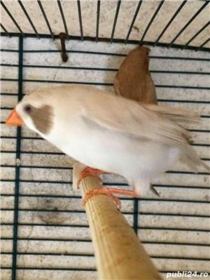 vand zebre australiene si pescarusi japonezi - imagine 3