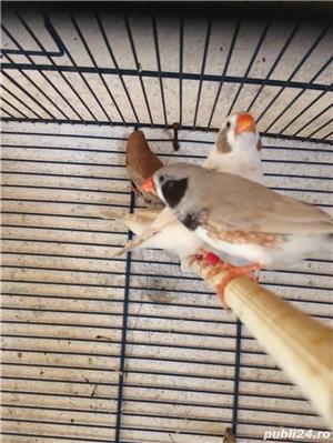 vand zebre australiene si pescarusi japonezi - imagine 2