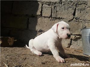 Vand dog argentinian! - imagine 2