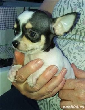 Pui de chihuahua - imagine 4