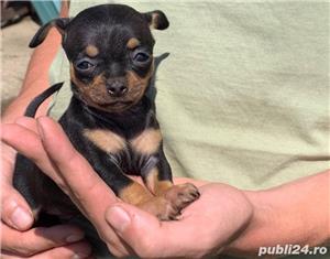 Pui de chihuahua - imagine 3