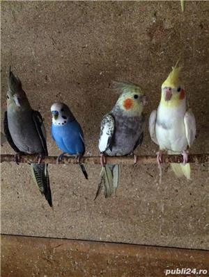 vand nimfe - imagine 5