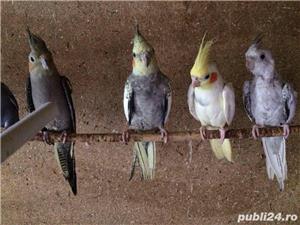 vand nimfe - imagine 4