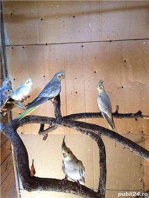 vand nimfe - imagine 6