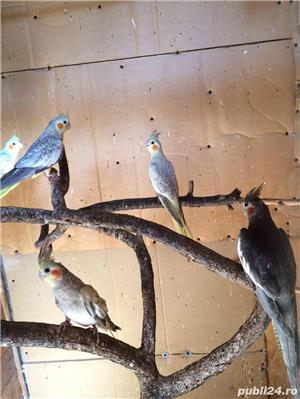 vand nimfe - imagine 2