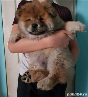 De vanzare chow chow - imagine 2