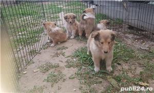 Ciobanesc scotian collie rough!!