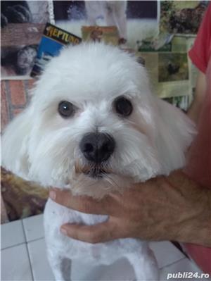 Frizerie caini constanta - imagine 2 Frizerie caini constanta - imagine 2