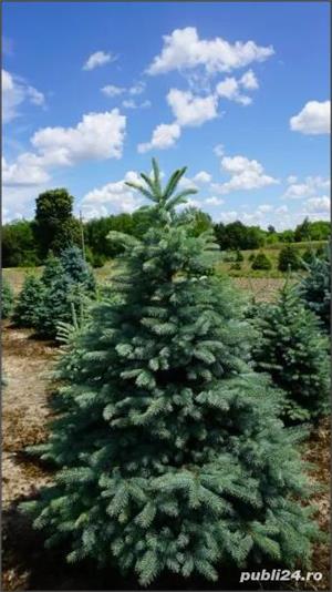 Puieti de Molid, Brad Argintiu si Brad Nordmann la cele mai mici preturi - imagine 6