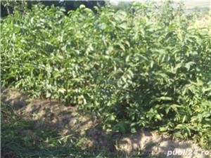 Puieți nuc (Juglans regia) anul 1 și  - imagine 6