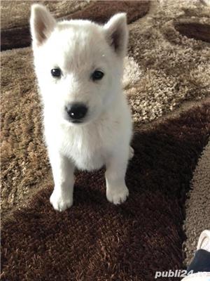 Pui de husky hasky siberian de vanzare diverse nuante!! - imagine 3