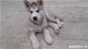 Pui de husky hasky siberian de vanzare diverse nuante!! - imagine 6