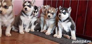 Pui de husky hasky siberian de vanzare diverse nuante!! - imagine 4