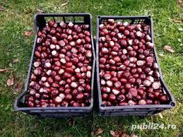 Castane salbatice din toamna anului 2023,ecologice,naturale 12 lei kg - imagine 5