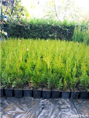 Tuia occidentalis Smaragd