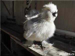 Oua gaini matase japoneza - imagine 7