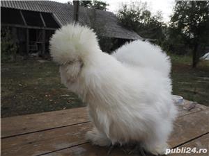 Oua gaini matase japoneza - imagine 9