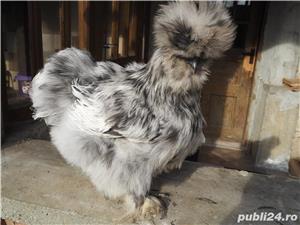 Oua gaini matase japoneza - imagine 5