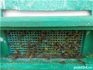 vand pastura , propolis, polen  - imagine 2