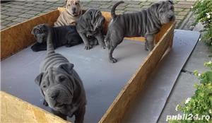 Vand shar-pei blue,gri,albastru!! - imagine 2