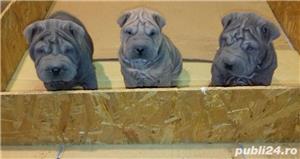 Vand shar-pei blue,gri,albastru!! - imagine 4