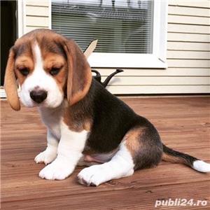 Beagle, tricolor, genetică deosebita, tricolori 