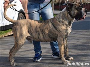 Ofer dau mascul Presa Dogo Canario pedigree canisa Giurgiu masculi - imagine 2