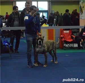 Ofer dau mascul Presa Dogo Canario pedigree canisa Giurgiu masculi